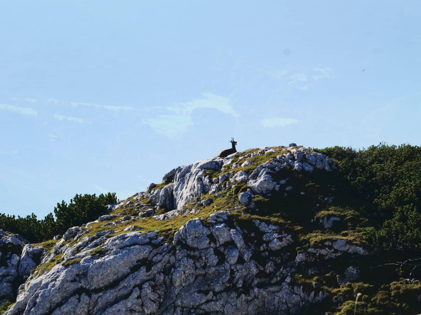 Chamois in the Alps near Bischofswiesen, Germany