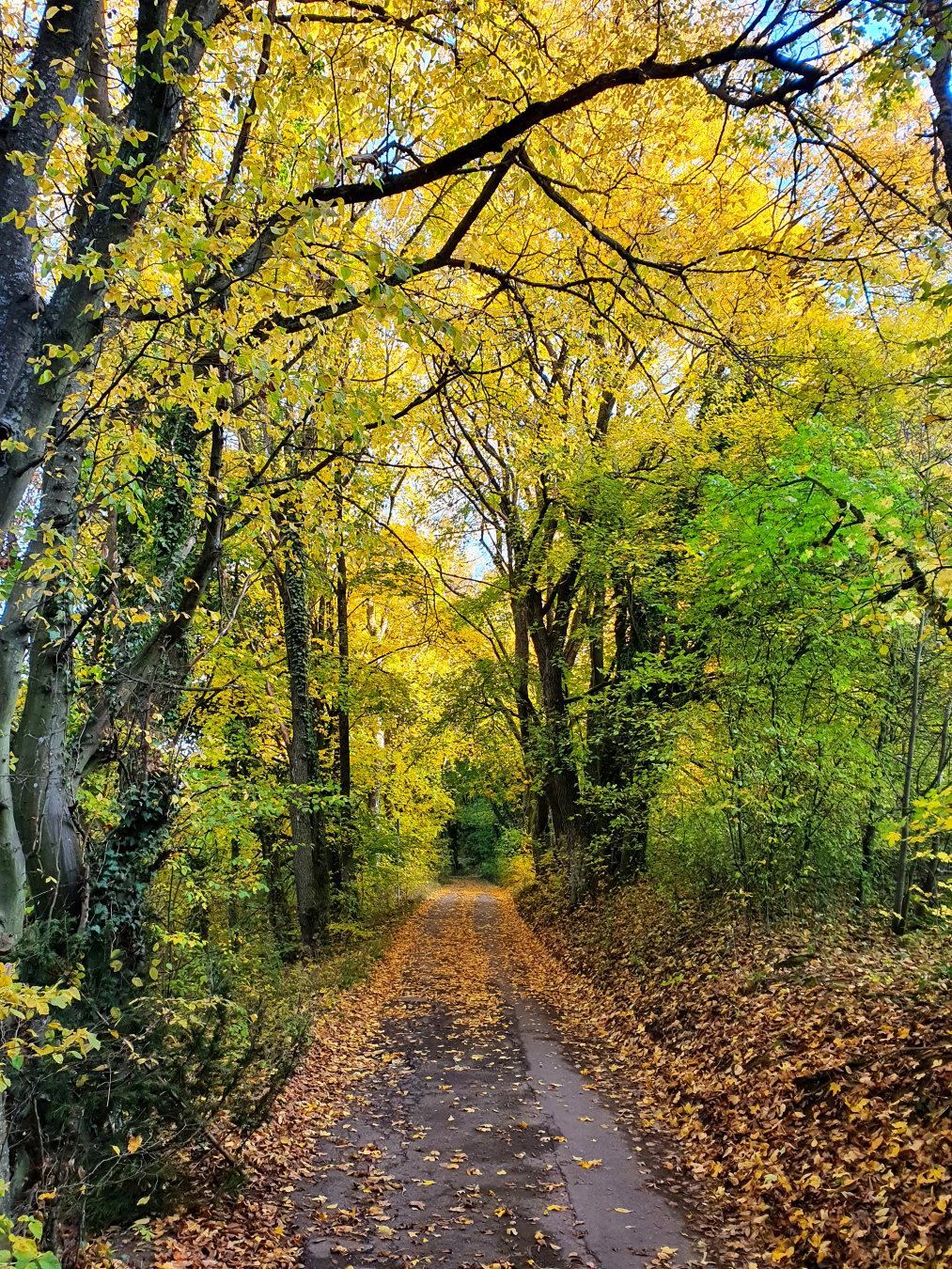 Road in the woods in Höchberg, Germany