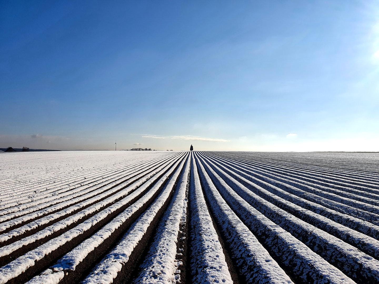 Asparagus field in winter, near Prosselsheim, Germany