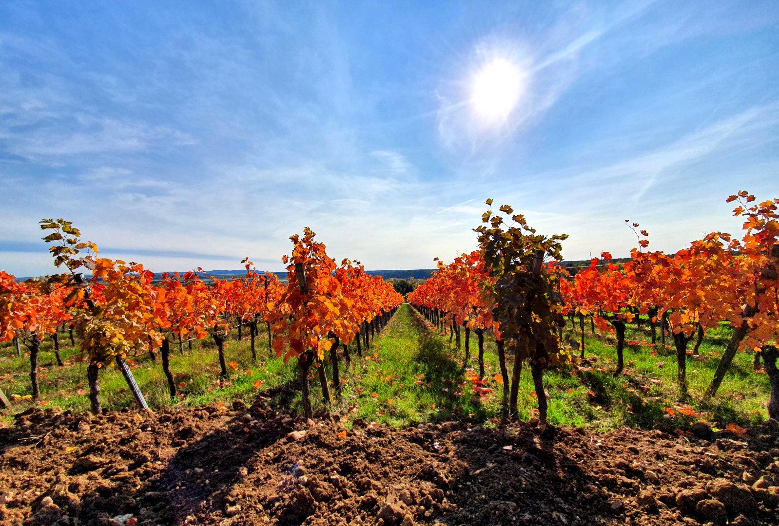 vineyards near Sulzfeld, Germany