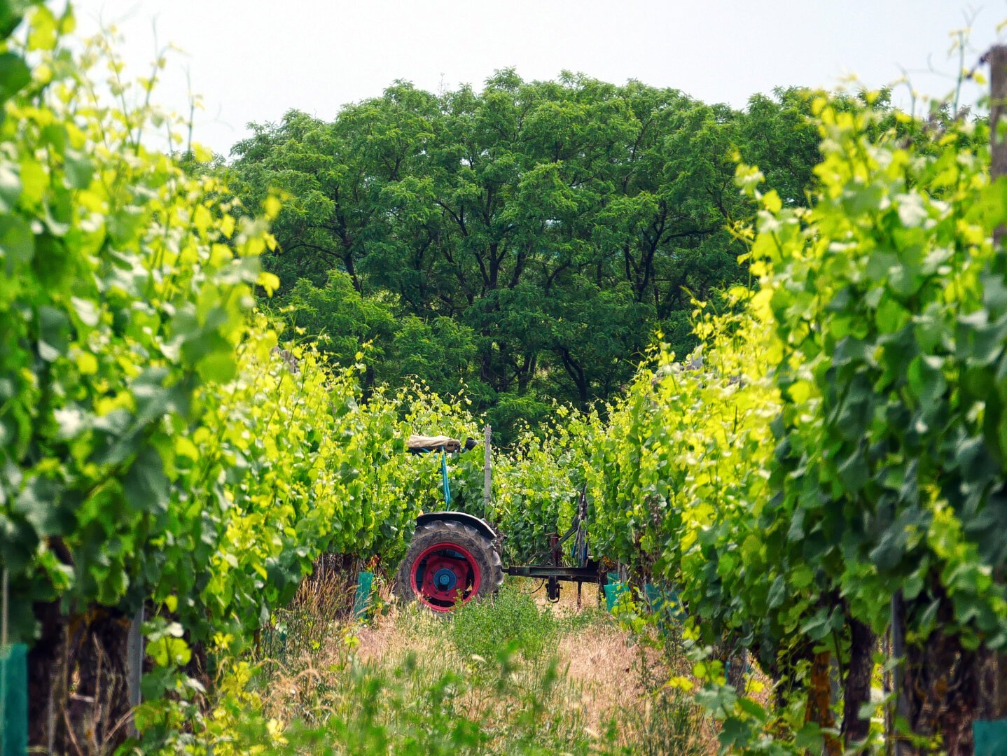 Tractor in the vineyards near Sulzfeld, Germany