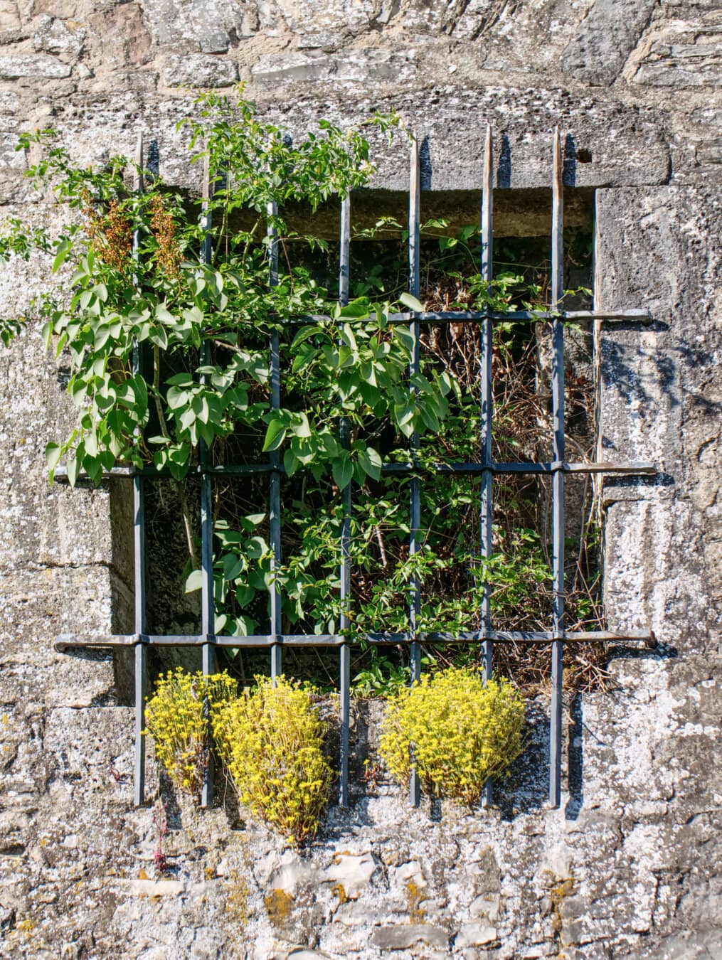 Overgrown window in the castle walls in Würzburg, Germany