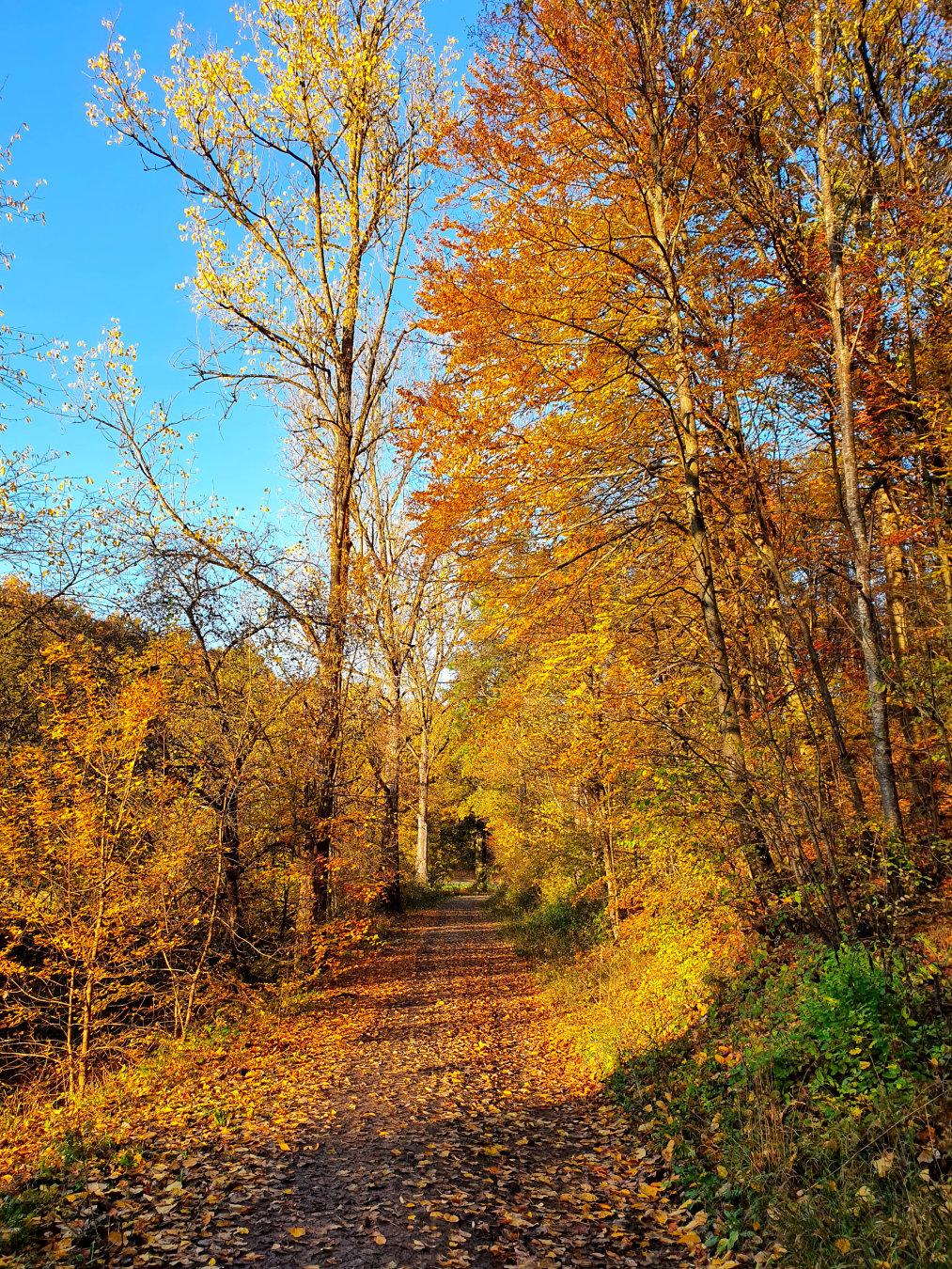 forest road near Reichenberg, Germany